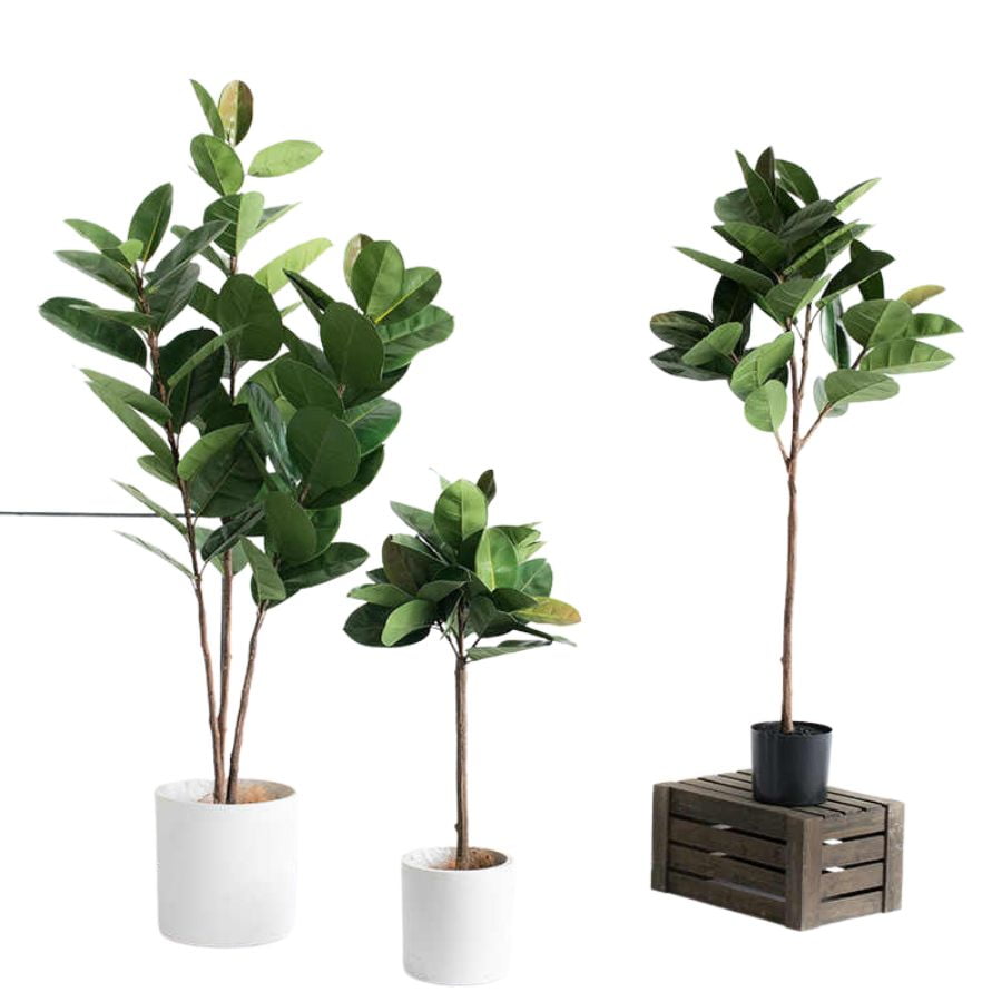 Indoor Plants Serials