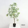 Ficus Tree - Image 3