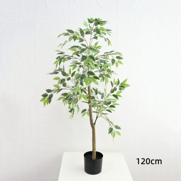 Ficus Tree - Image 3
