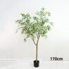 Ficus Tree - Image 4