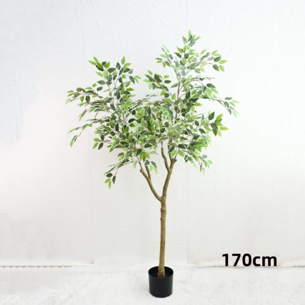 Ficus Tree - Image 4