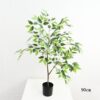 Ficus Tree - Image 2