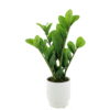 Zamioculcas Zamiifolia - Image 2