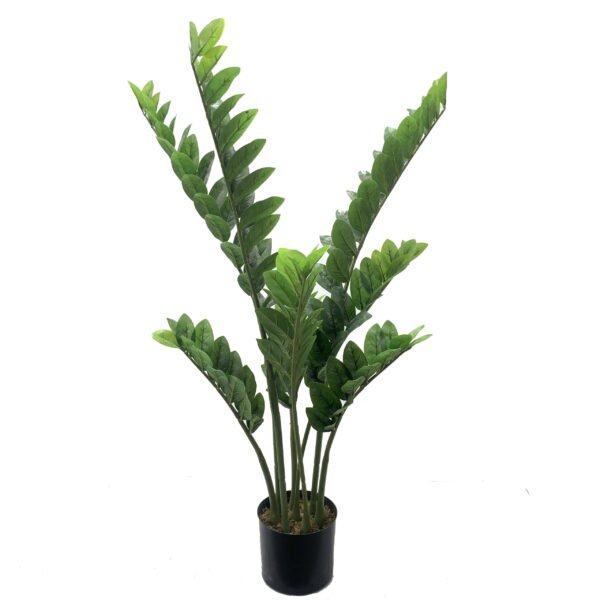 Zamioculcas Zamiifolia - Image 3