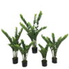 Zamioculcas Zamiifolia - Image 4