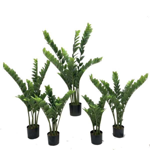 Zamioculcas Zamiifolia - Image 4