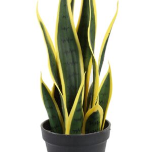 Snake Plants