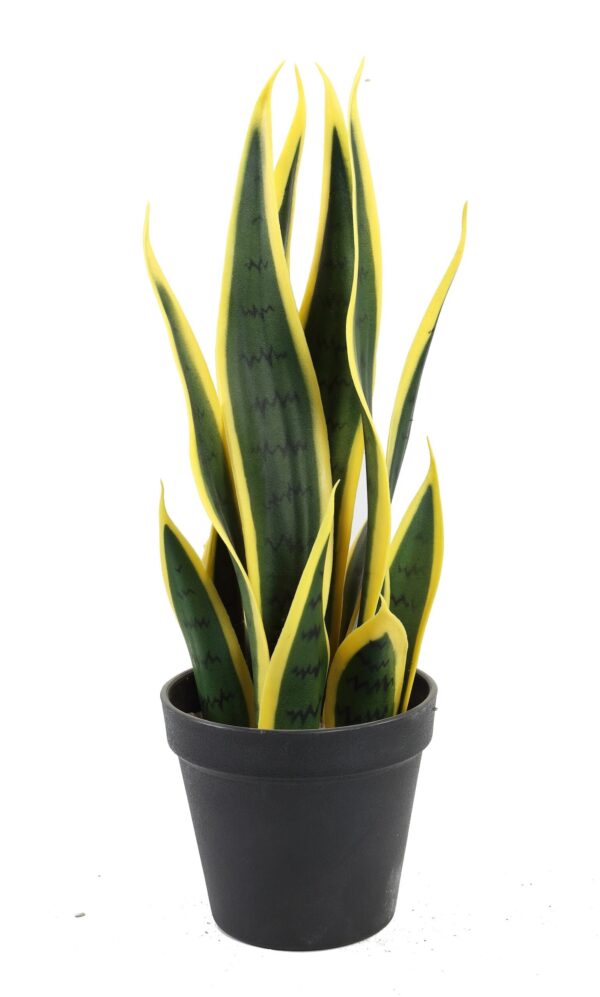 Snake Plants