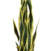 Snake Plants - Image 4