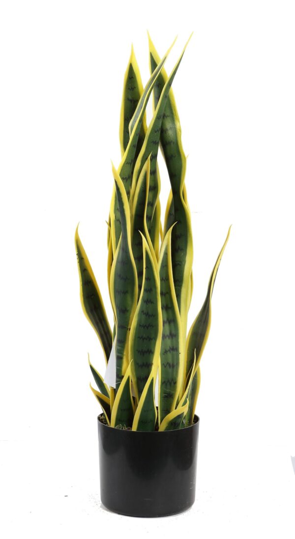 Snake Plants - Image 4