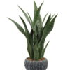 Snake Plants - Image 2