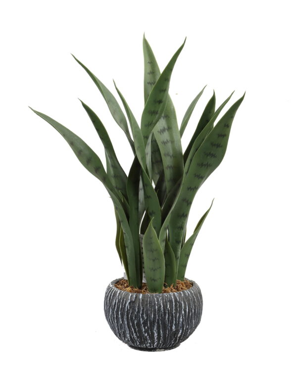 Snake Plants - Image 2